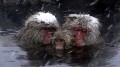 Meeting the snow monkeys – Japanese journey through a winter wonderland-