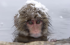 snow_monkey_3